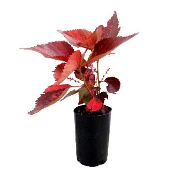 Acalypha marble