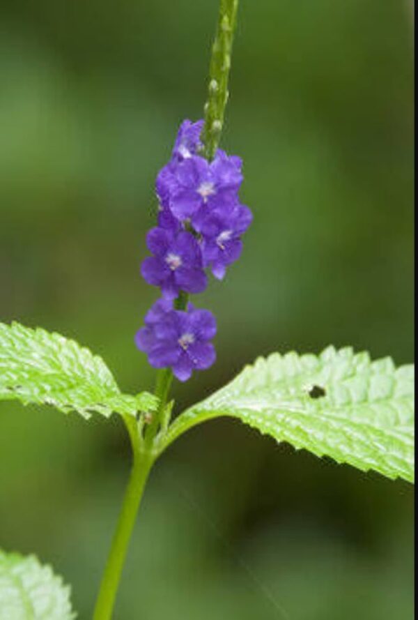 Butterfly Blue (porterweed )