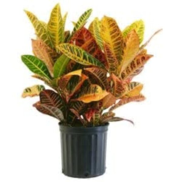 Croton Red (narrow)