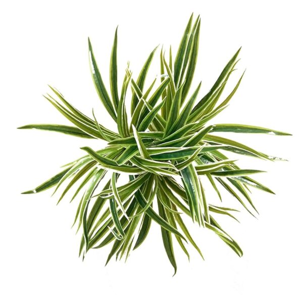 Spider Grass